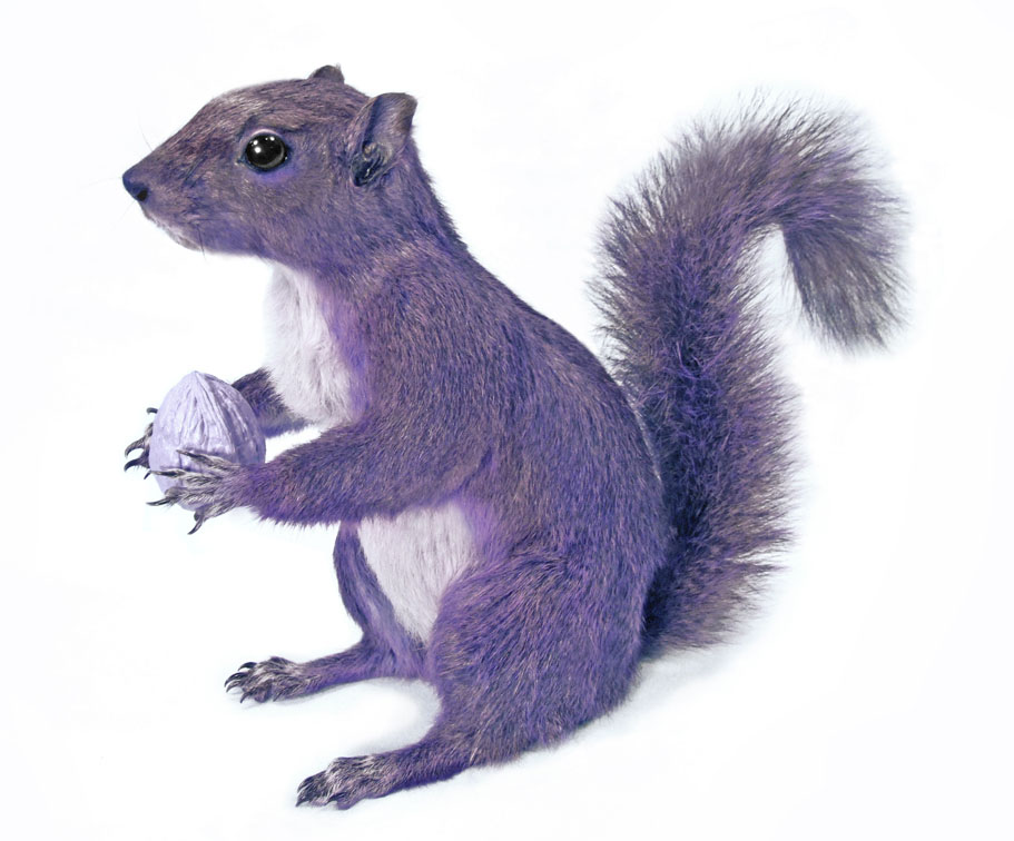 THE ELUSIVE PURPLE SQUIRREL