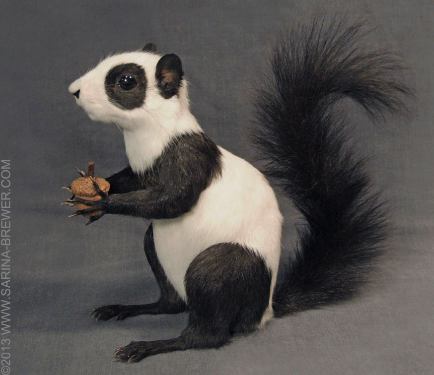 PANDA-SQUIRREL